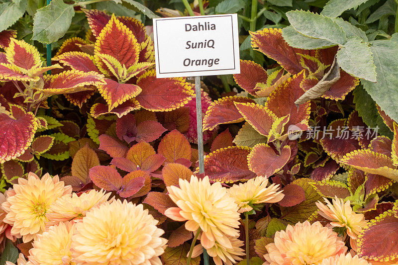 英国伦敦的大丽花“Suniq Orange”和Coleus